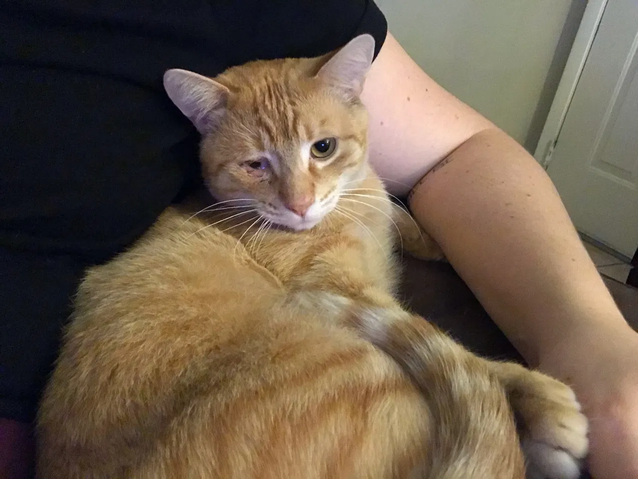 Lost cat in Fort Myers, FL, 33967