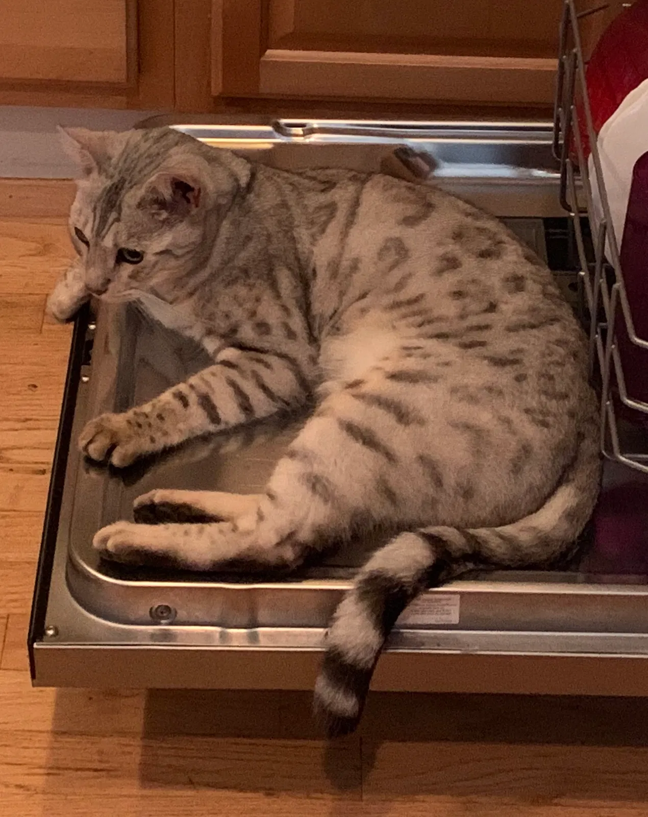 Lost cat in Los Gatos, CA, 95032