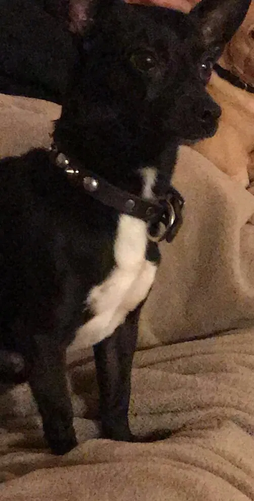 Lost dog in Marysville, CA, 95901