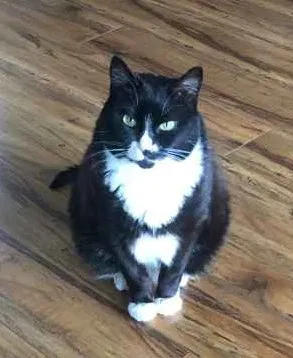 Lost cat in Seattle, WA, 98109