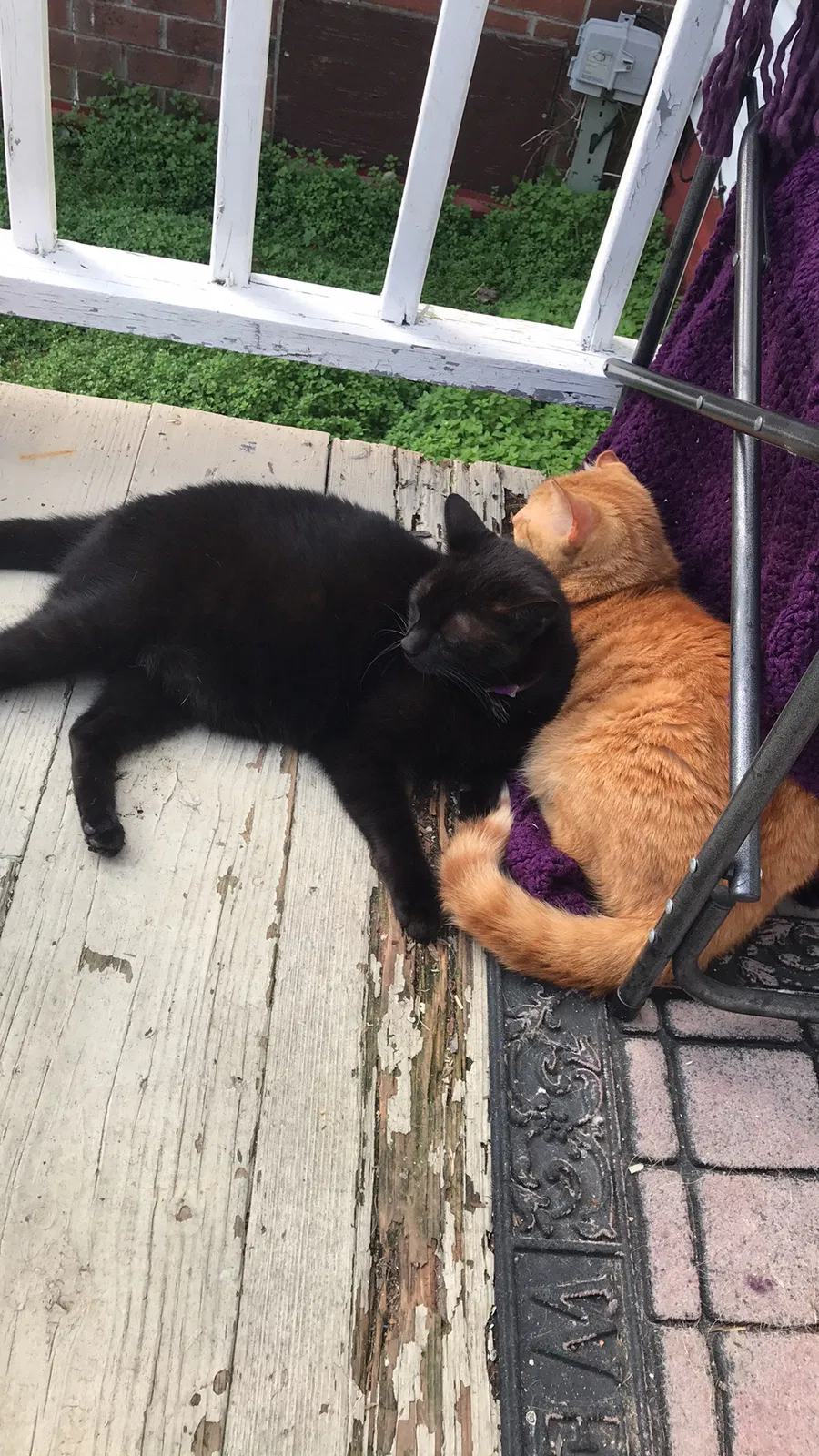 Lost cat in Conway, SC, 29526