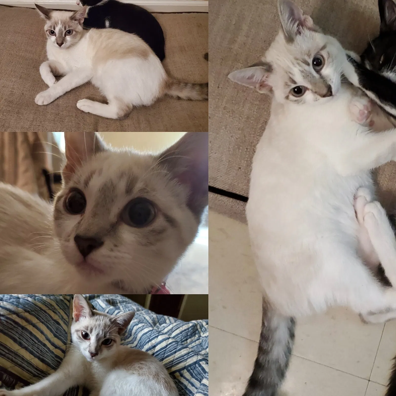 Lost cat in Lafayette, LA, 70508