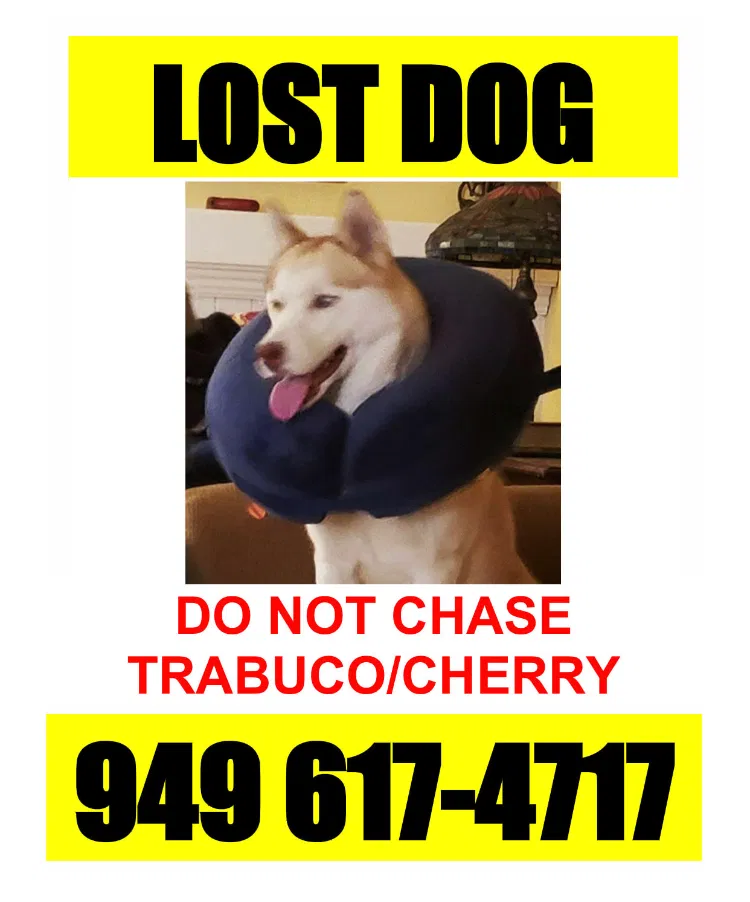 Lost dog in Mission Viejo, CA, 92691