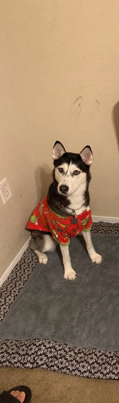 Lost dog in Holiday, FL, 34691