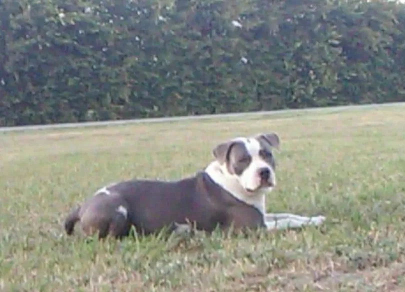 Lost dog in Whitewright, TX, 75491