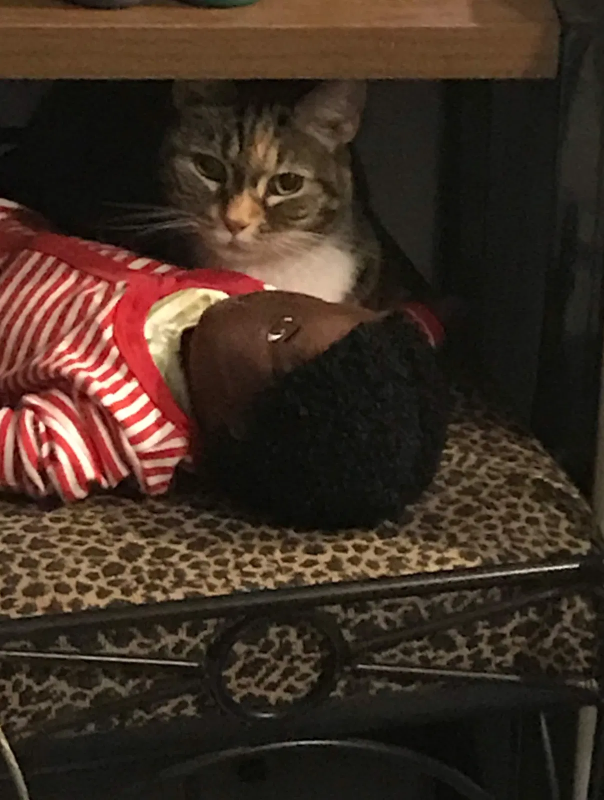 Lost cat in Miami, FL, 33187