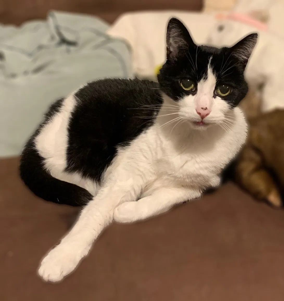 Lost cat in Portland, OR, 97232