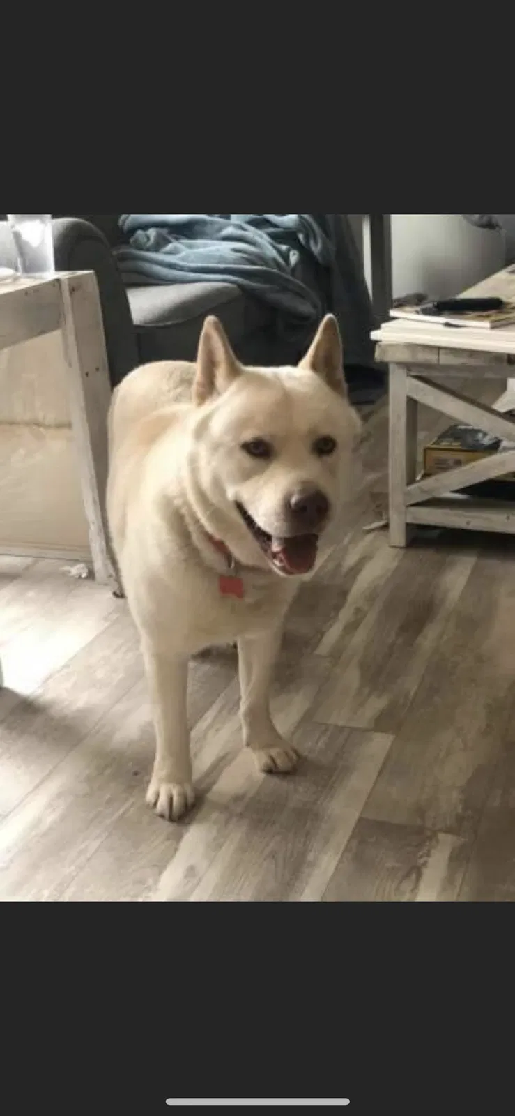 Lost dog in Little Rock, AR, 72205
