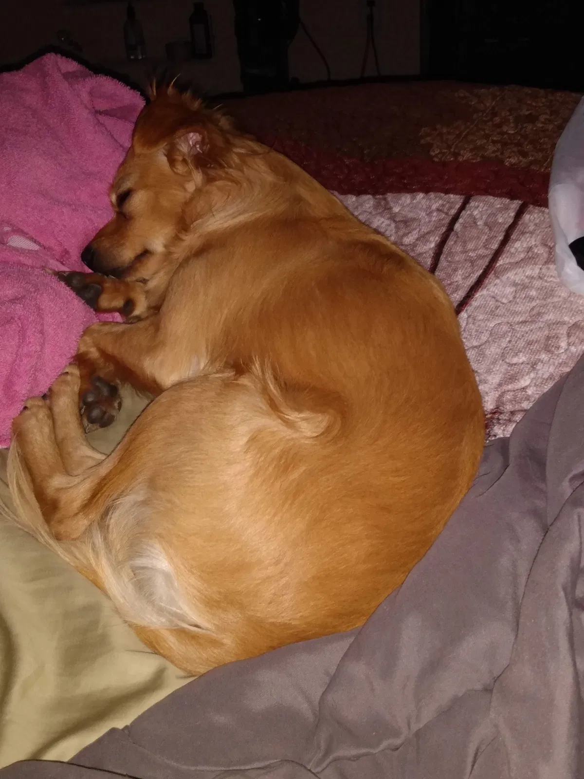 Lost dog in Unknown, CA, 9240