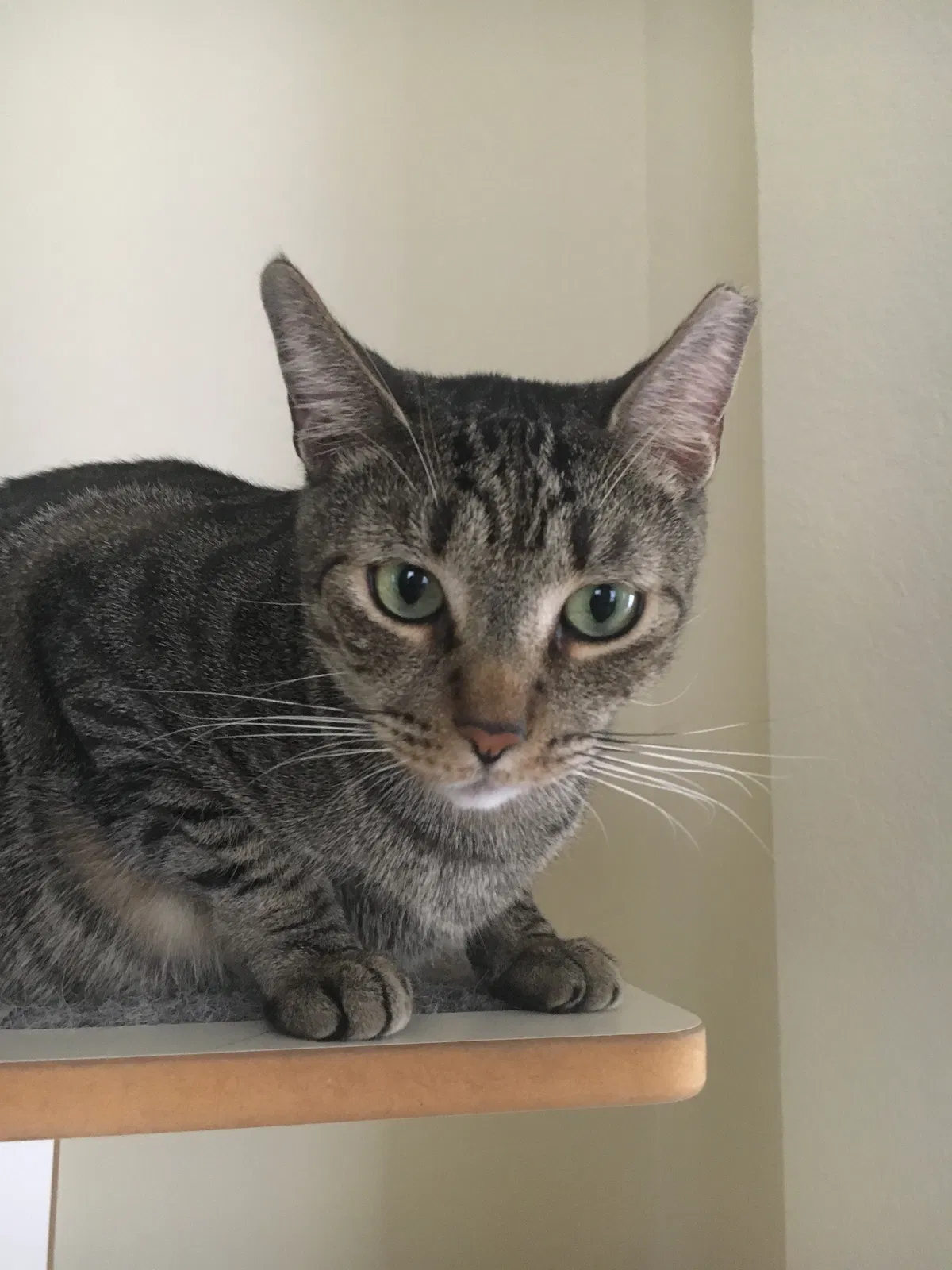 Lost cat in Miami, FL, 33196