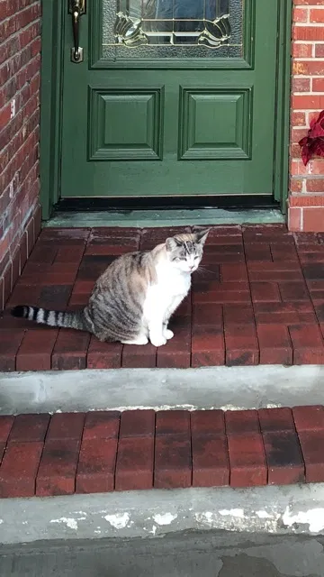 Lost cat in Apopka, FL, 32703