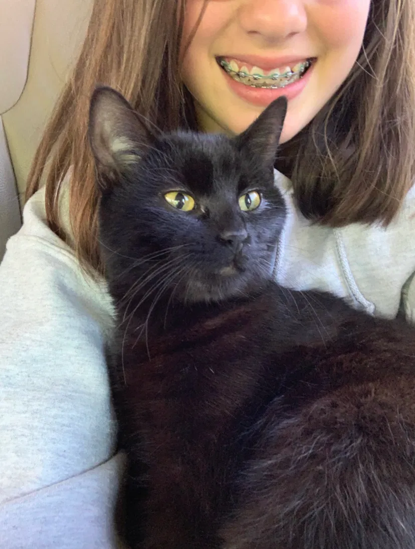 Lost cat in Tupelo, MS, 38801