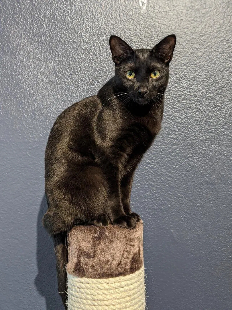 Lost cat in Irvine, CA, 92620