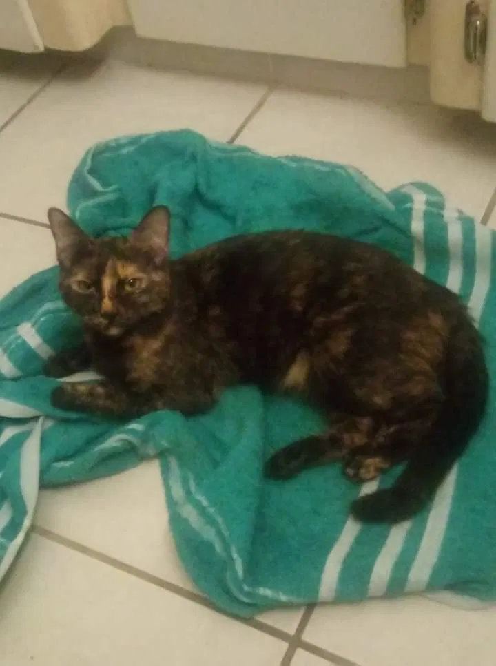 Lost cat in Fontana, CA, 92336