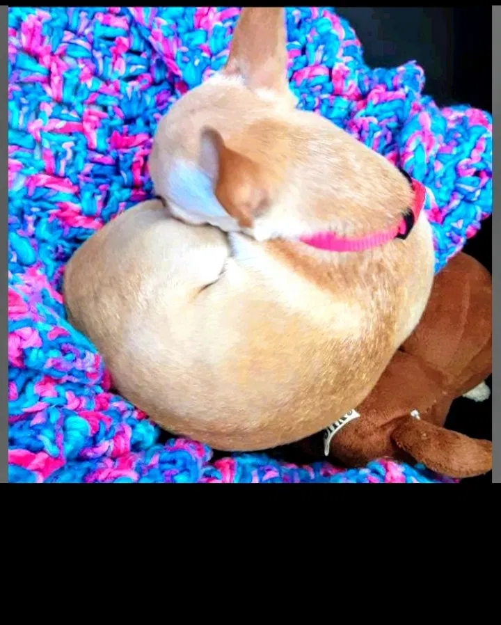 Lost dog in Grand Junction, CO, 81501