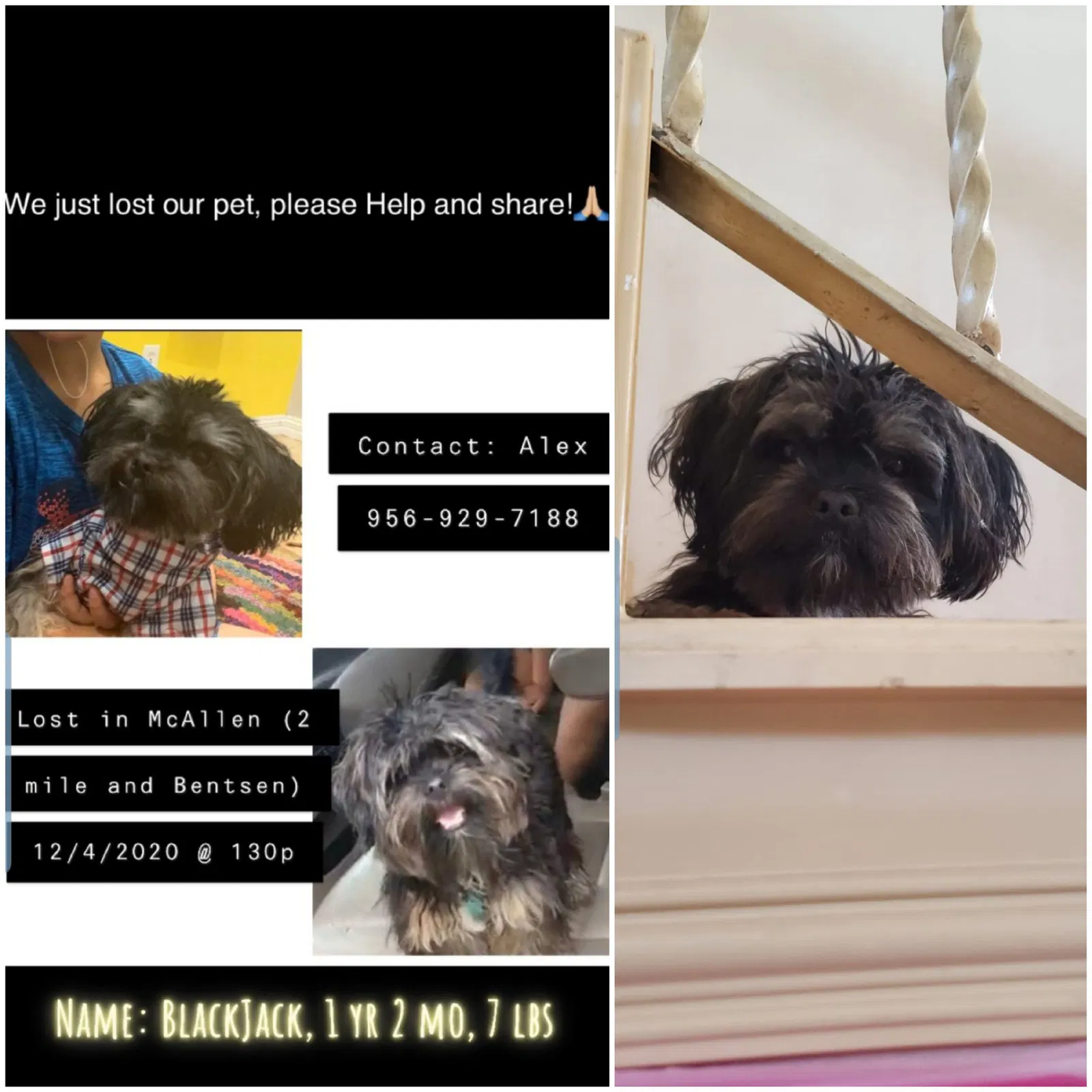 Lost dog in Mcallen, TX, 78501