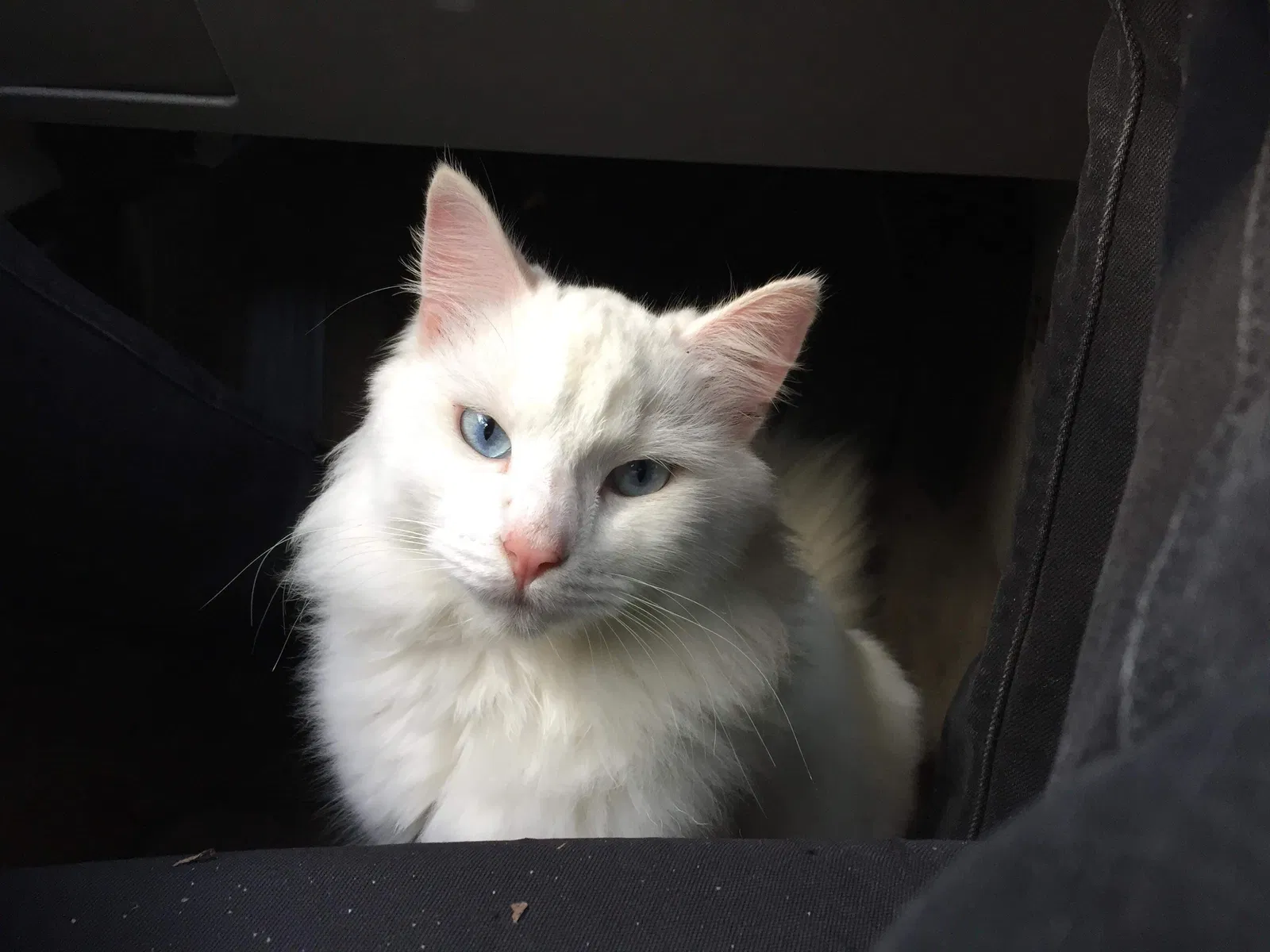 Lost cat in Pensacola, FL, 32506