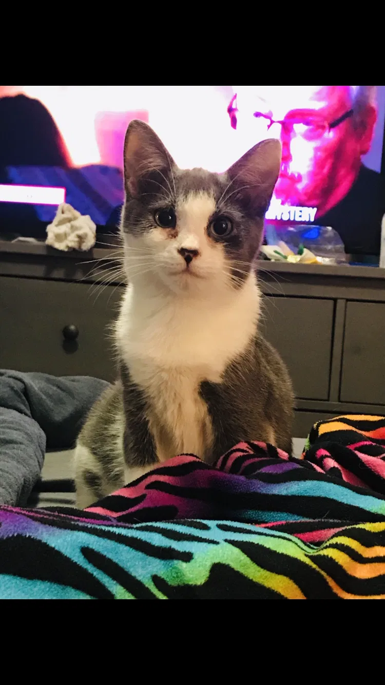 Lost cat in Kissimmee, FL, 34741