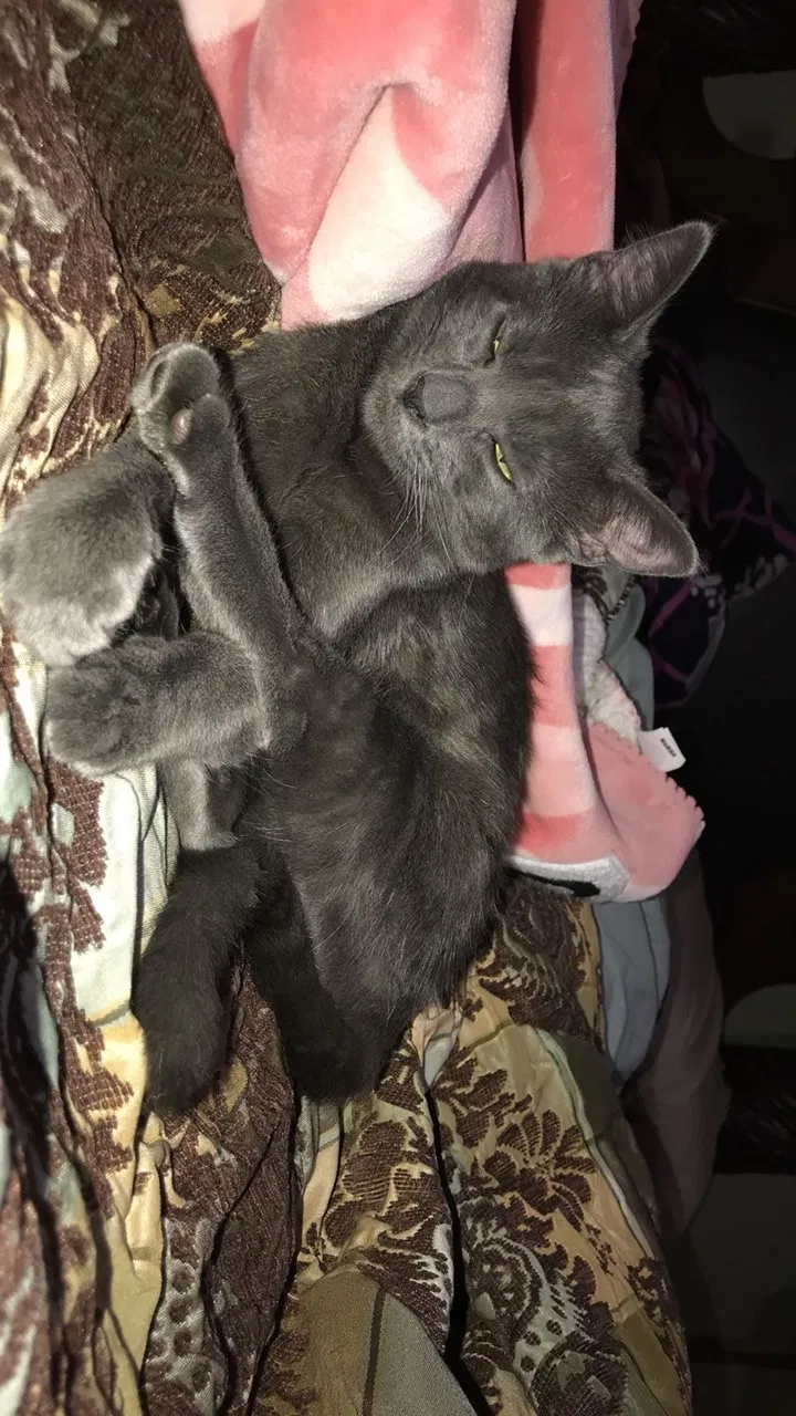 Lost cat in Palos Heights, IL, 60463