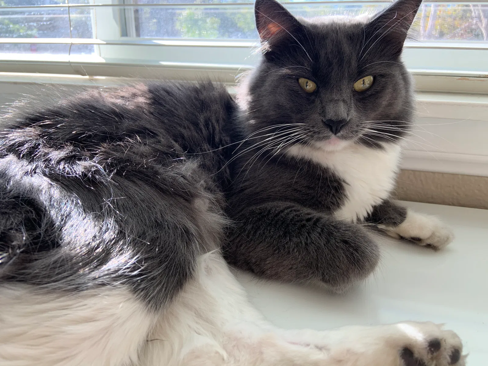 Lost cat in Chula Vista, CA, 91915