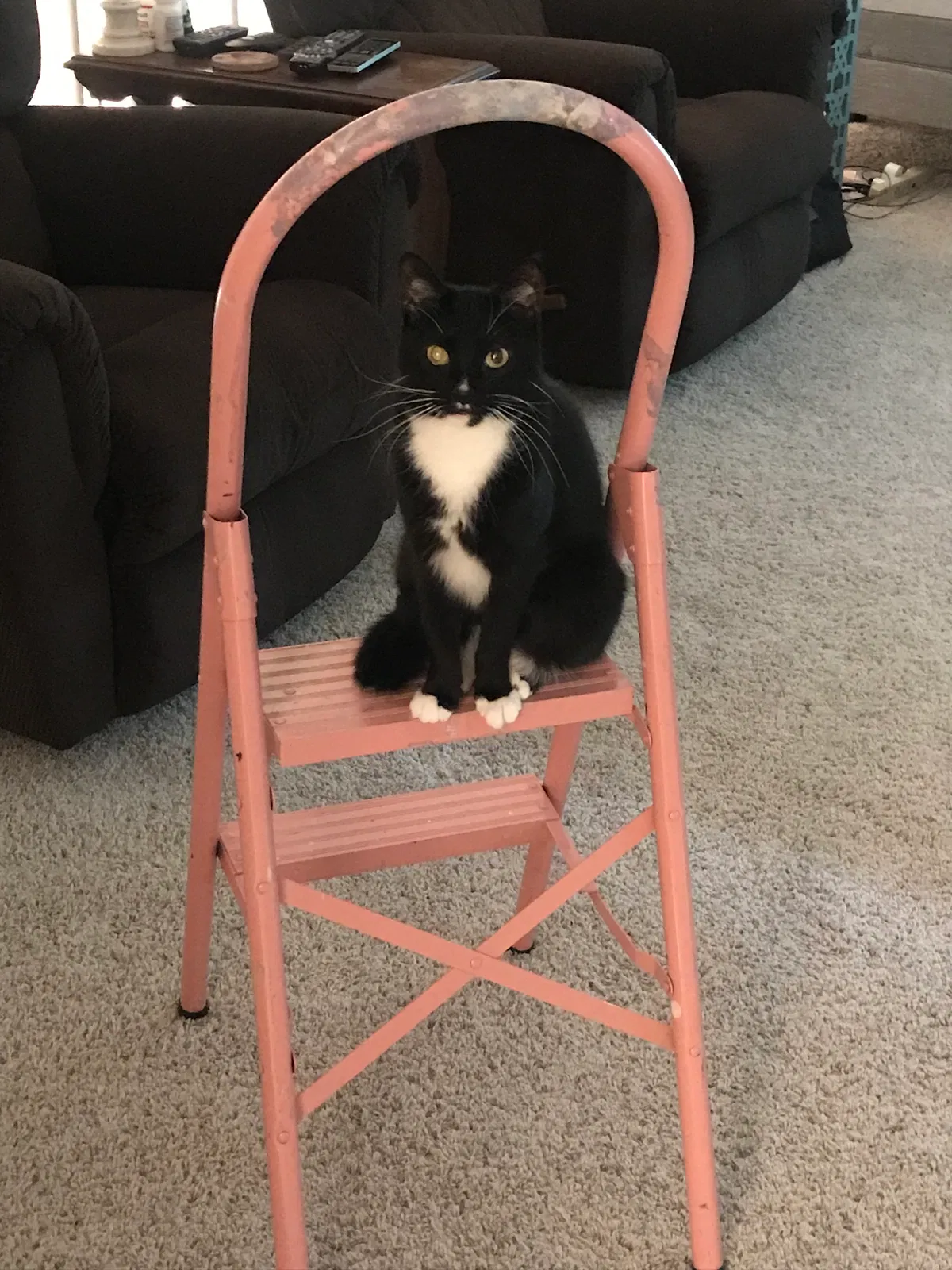 Lost cat in Kingwood, TX, 77339
