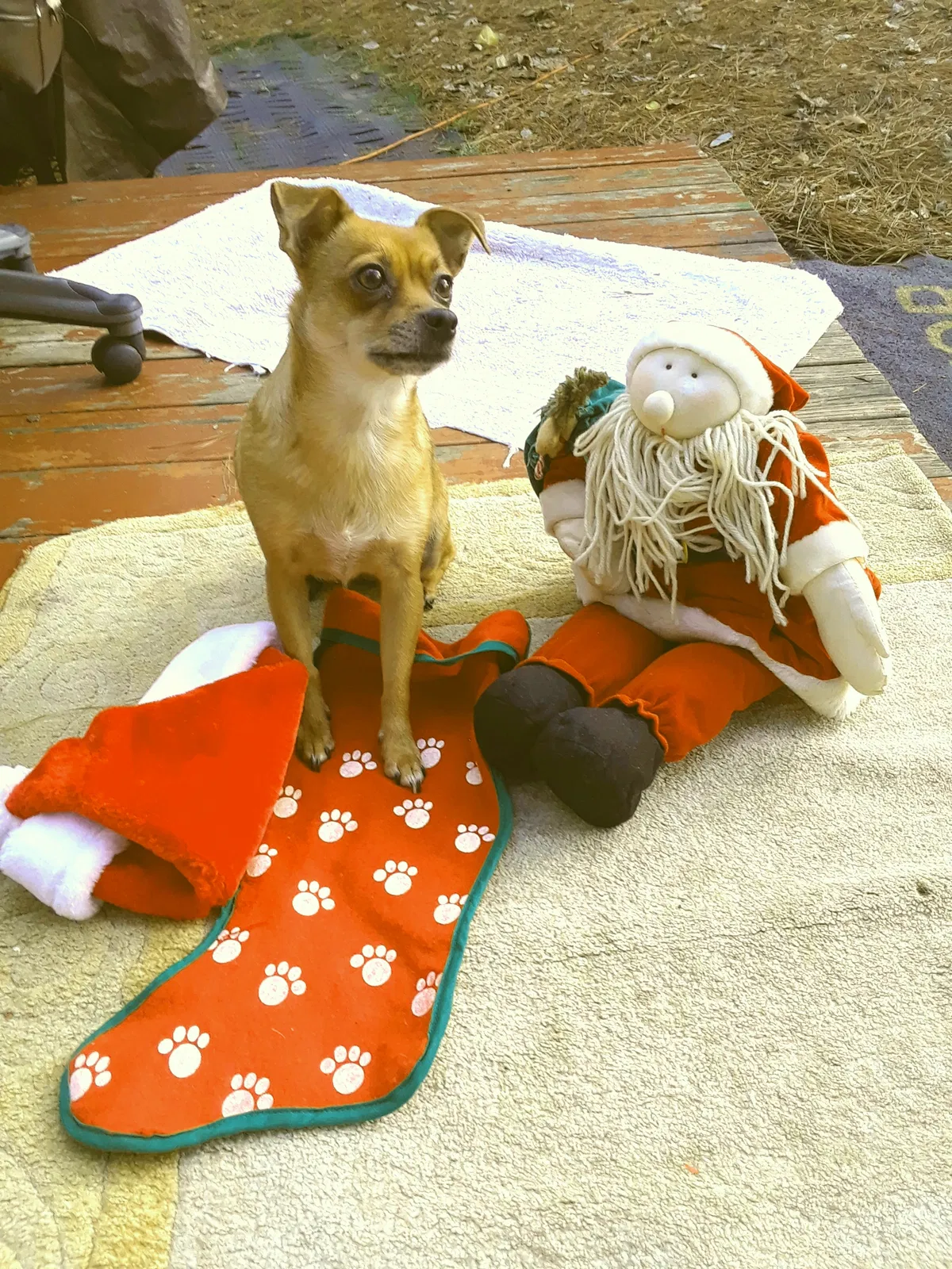 Lost dog in Tucker, GA, 30084