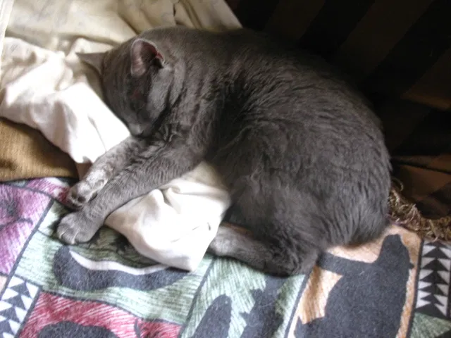 Lost cat in Nanty Glo, PA, 15943