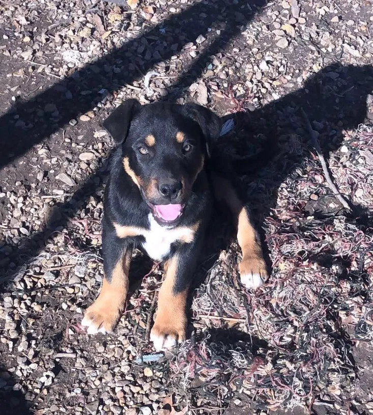 Lost dog in Kansas City, KS, 66101
