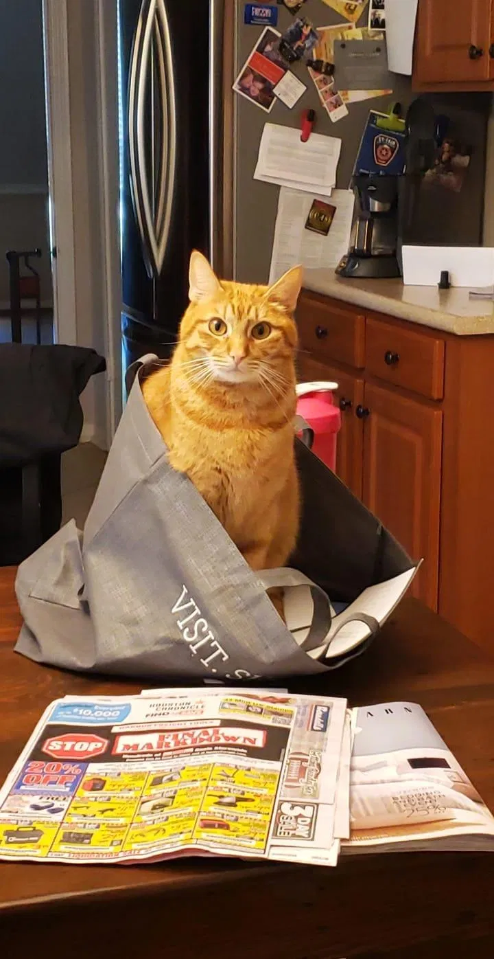 Lost cat in Houston, TX, 77040