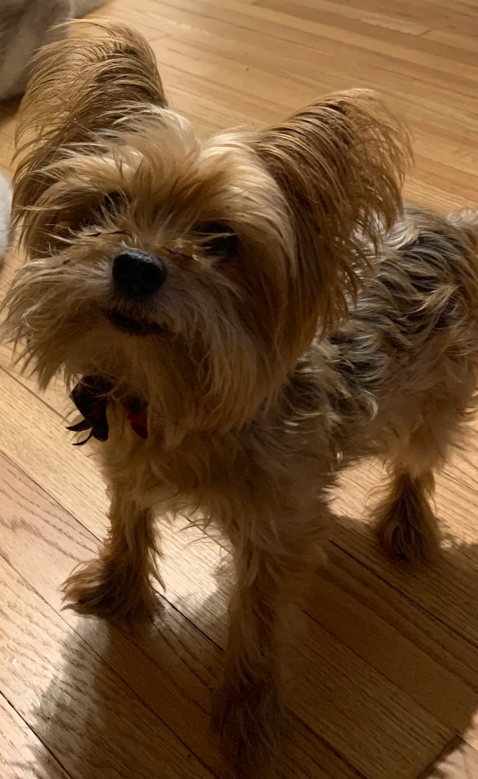 Lost dog in Bellaire, TX, 77401