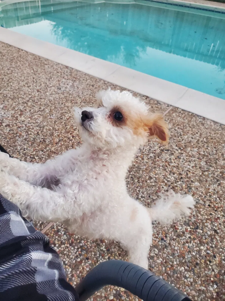 Lost dog in Katy, TX, 77449