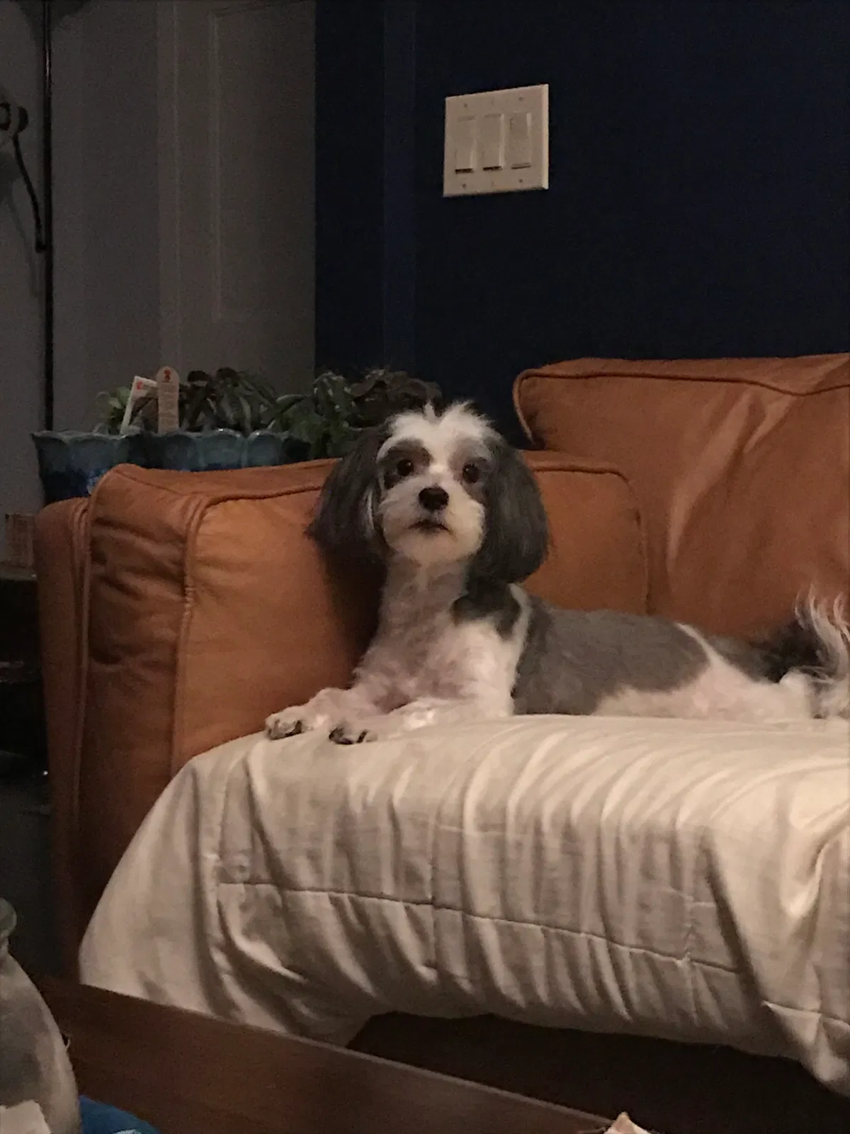 Lost dog in Staten Island, NY, 10314