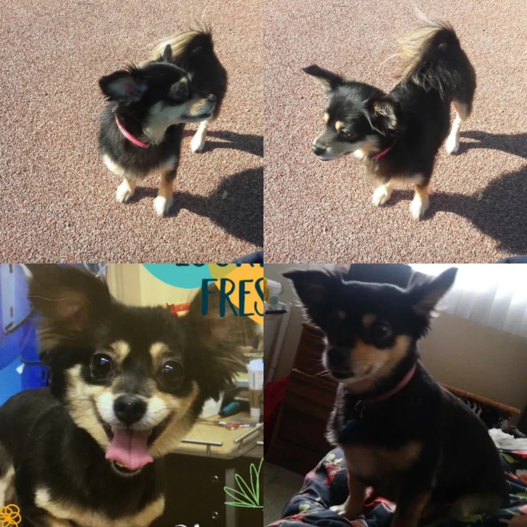 Lost dog in Pittsburg, CA, 94565
