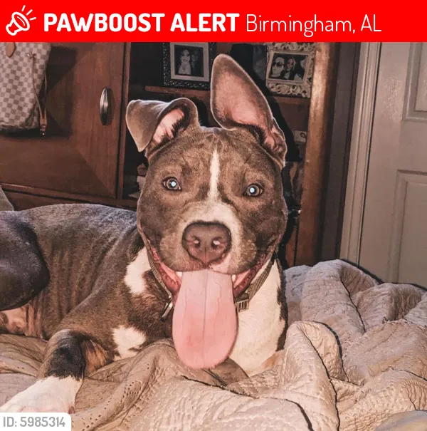 Lost dog in Birmingham, AL, 35235