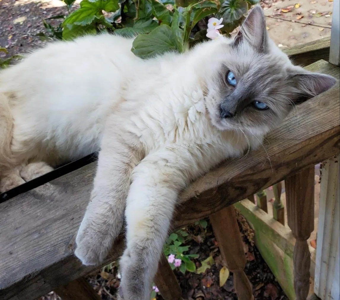 Lost cat in Mooresville, NC, 28117