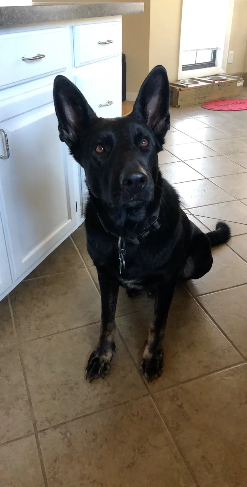 Lost dog in Spring Lake, NC, 28390