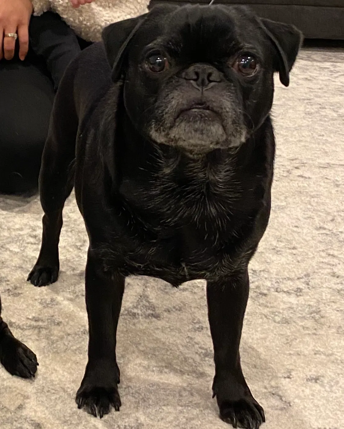 Lost dog in Spokane, WA, 99212
