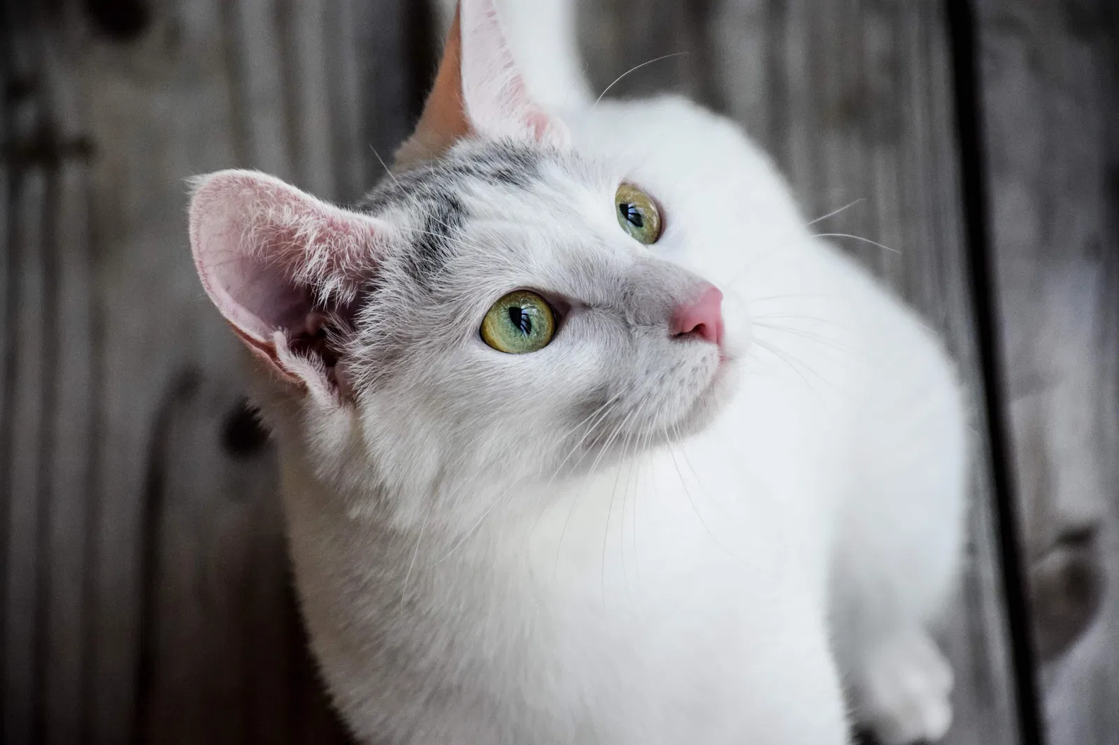 Lost cat in Columbia, SC, 29223