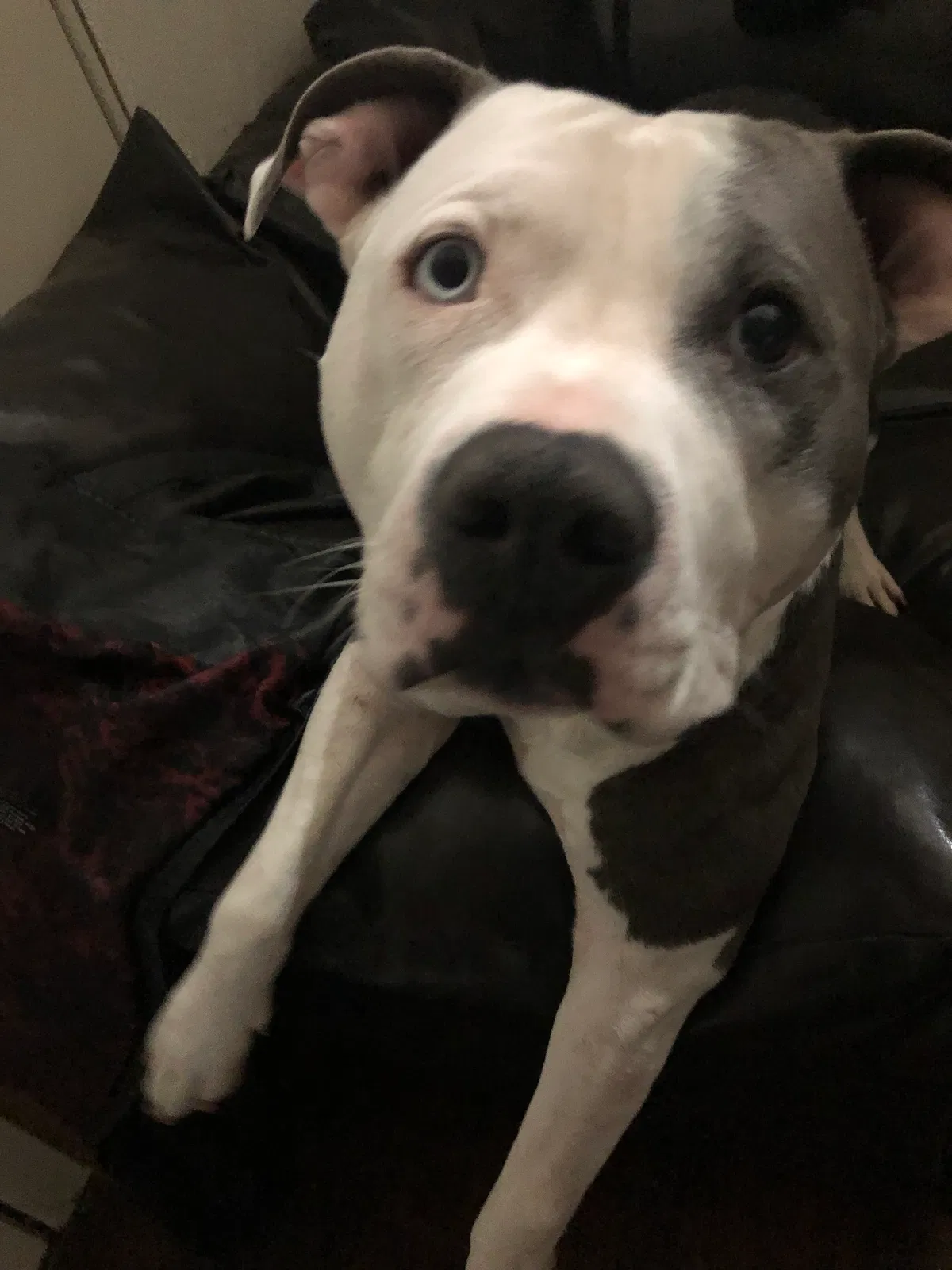 Lost dog in Unknown, OK, 74410