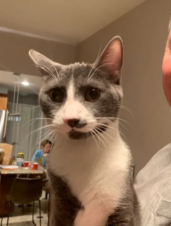 Lost cat in Palos Hills, IL, 60465