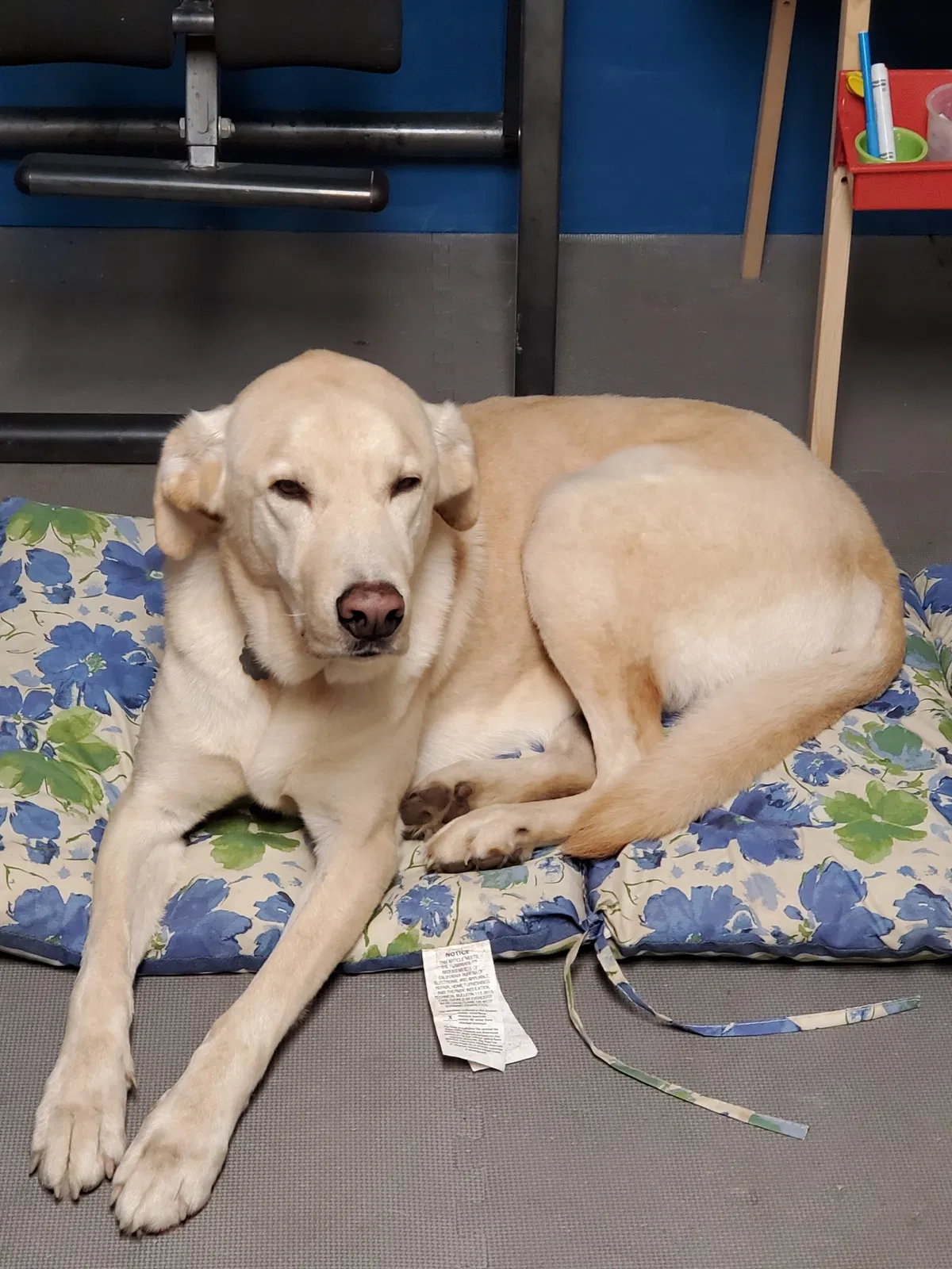 Lost dog in Jamesville, NY, 13078