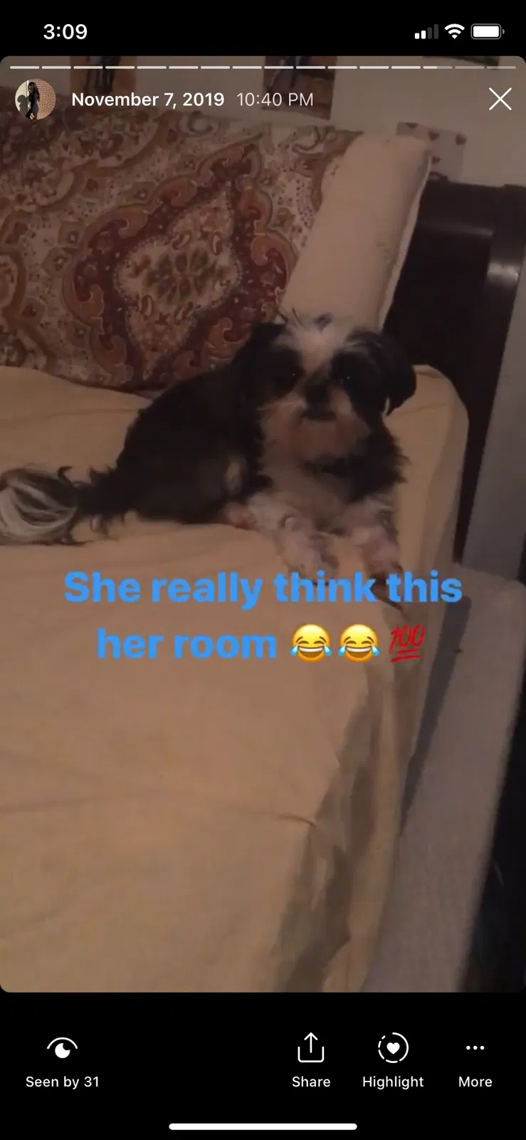 Lost dog in Charlotte, NC, 28208