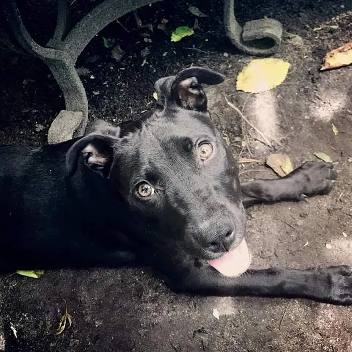 Lost dog in Savannah, GA, 31401
