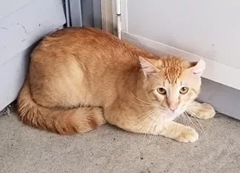 Lost cat in Lakeville, MN, 55044