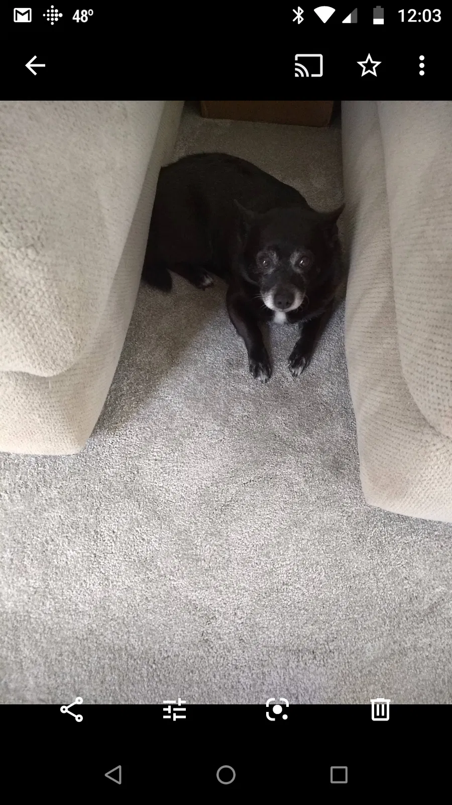 Lost dog in Spring Lake, NC, 28390