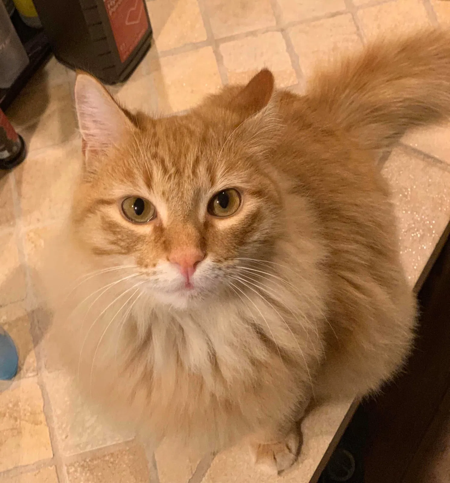 Lost cat in Aledo, TX, 76008