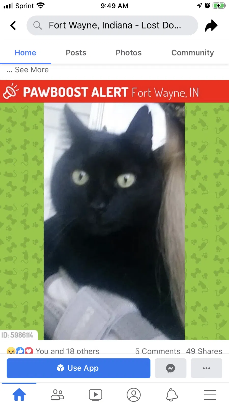 Lost cat in Fort Wayne, IN, 46805
