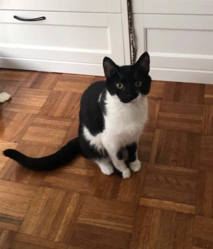 Lost cat in Boonton, NJ, 7005