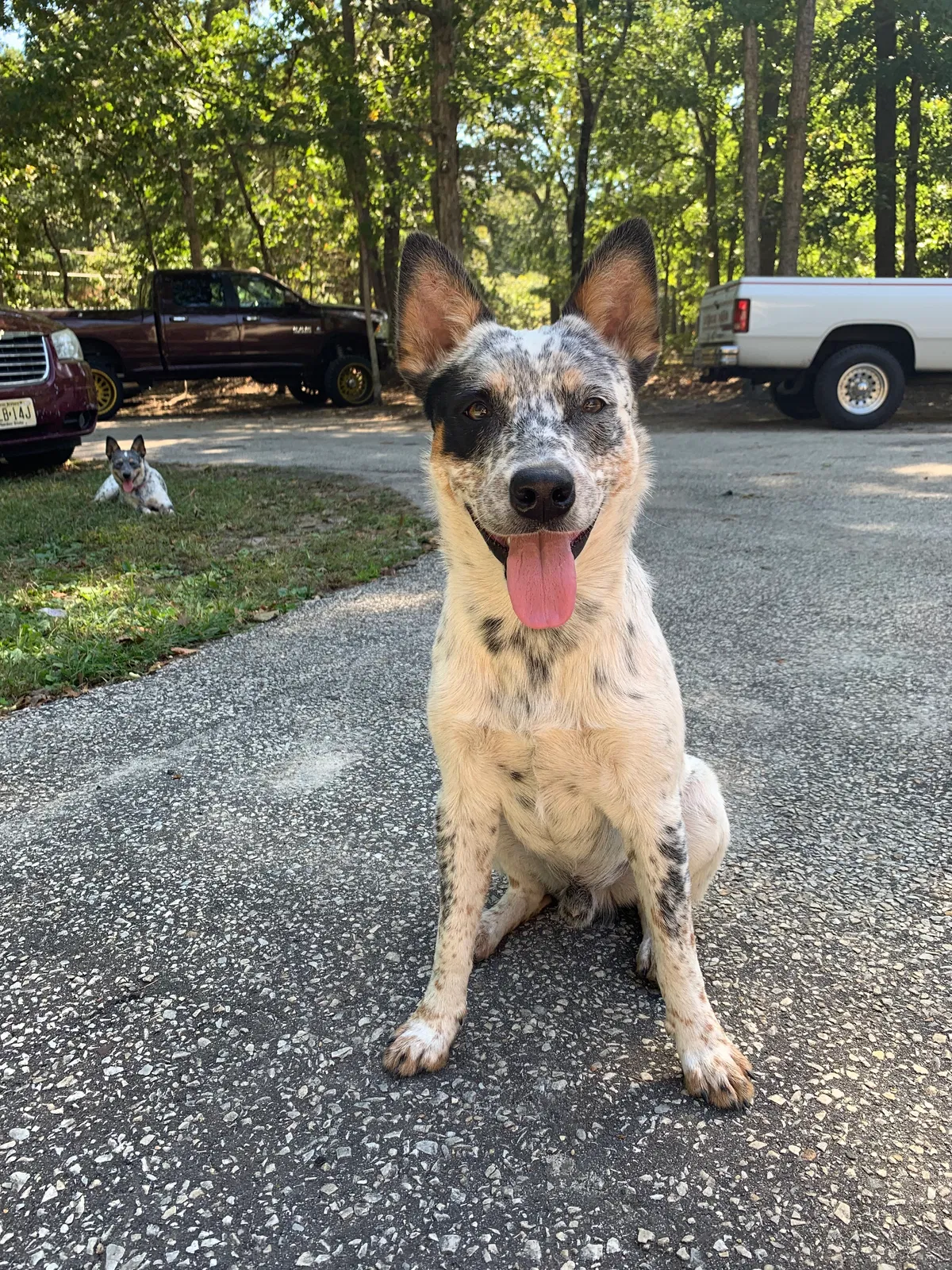 Lost dog in Egg Harbor Township, NJ, 8234