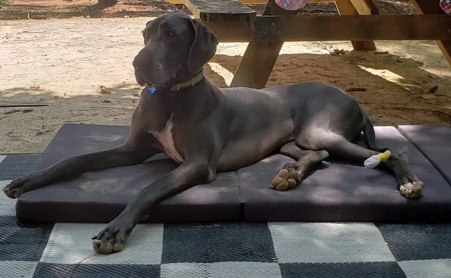 Lost dog in Ninety Six, SC, 29666